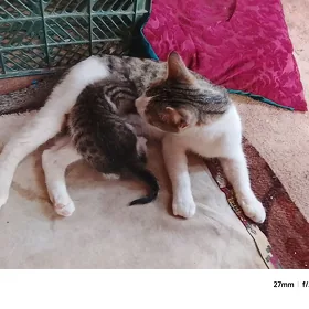 öy haywan pişik