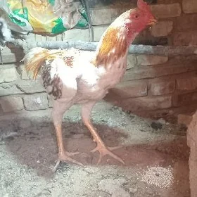 BaYsOk HoRaZ