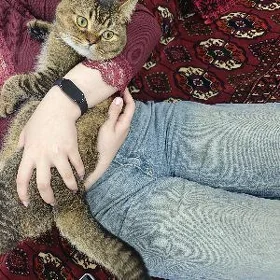 Нашли кота