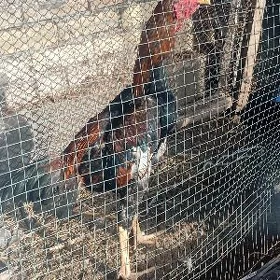 horaz