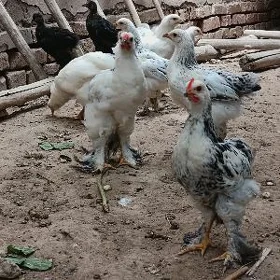 Brama jujesi
