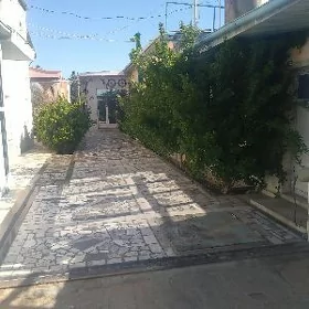 Coganly gos kotej