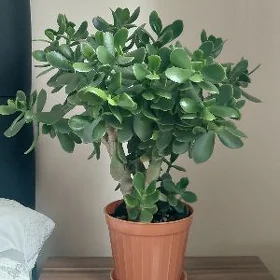 Толстянка .Денежное дерево.