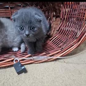 шотландские котята