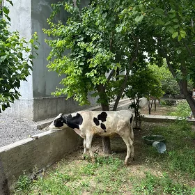 galisteyin 8aylyk