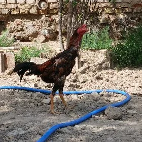 Dekant horaz