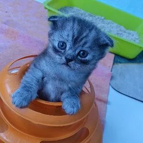 Шотландские котята