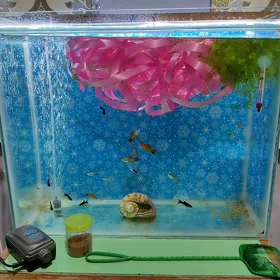 Akwaryum Balyk