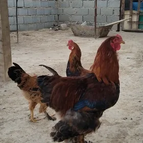Horaz