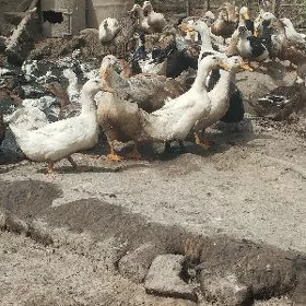 ÝAŞYL BAŞ ÖRDEK