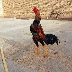 horaz