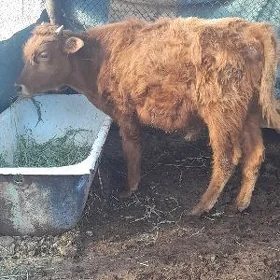ОКУЗ
