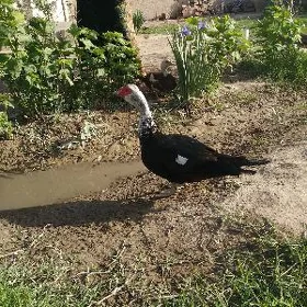 Induşka
