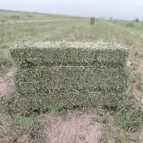 ýorunja bede