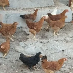 Жуже
