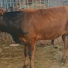 Öküz tüwe 1 ýaşap barýan