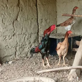 Taşkent yumurtga