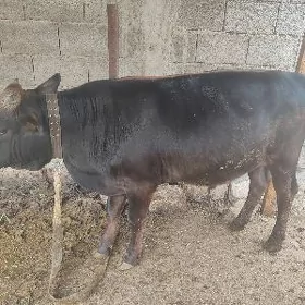 Öküz