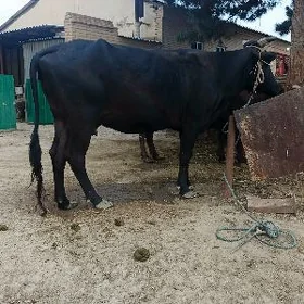 SYGYR
