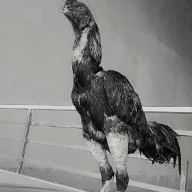 baysow байест хораз