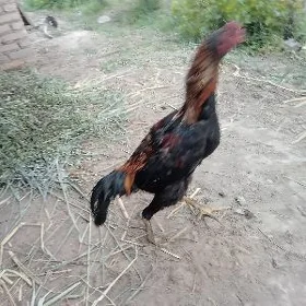 baýsok horaz