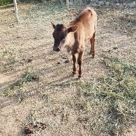 göle