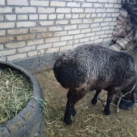 Goç
