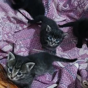 котята