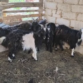çebiş