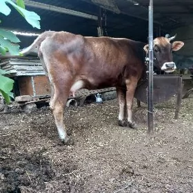 Sygyr