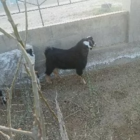 çebis teke