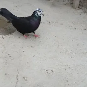 kepderi