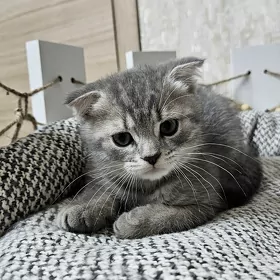 котята