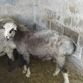işşek goç