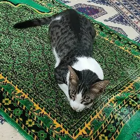Котёнок