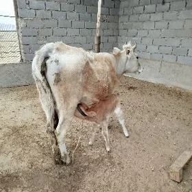 tanaly sygyr