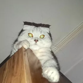Кот на вязку