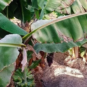 Banan nahal