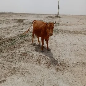 bogaz sygyr