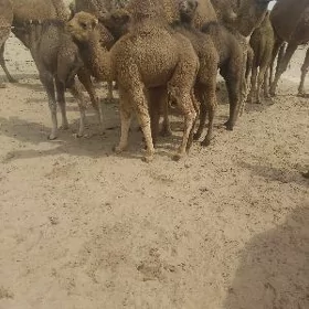 køşekli düýe