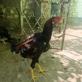 Taşkent jüje
