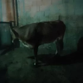 tüwe