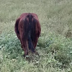 Ökuz