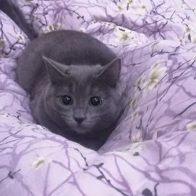 британский кошка