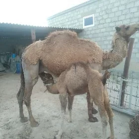 köŝekli dûÿe