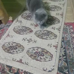 pişik