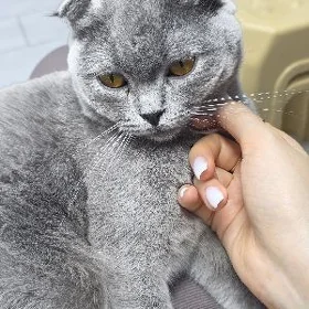 pisik pisijegim yitdi