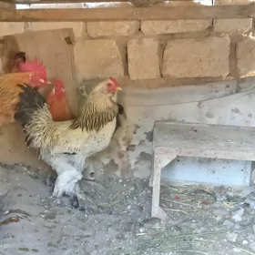 horazlar