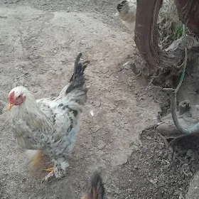 Brama Horozlar
