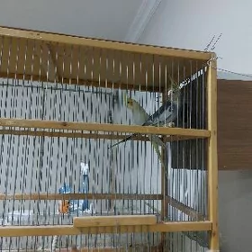 papugaý karella